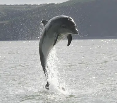 a dolphin is jumping out of the water at Ty Cerrig seaside Annexe, New Quay in New Quay