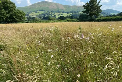 a field of tall grass with mountains in the background at The Oaks in All Stretton