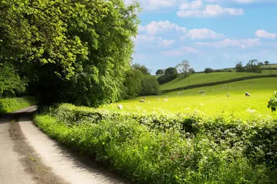a dirt road leading to a field with sheep in it at Blacksmiths Cottage in Lingen