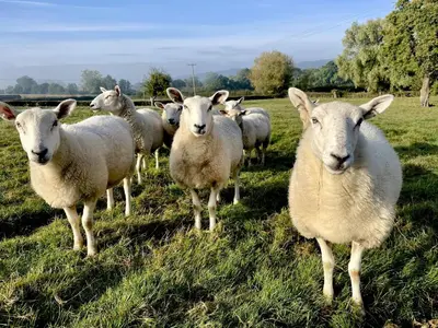 a herd of sheep standing in a field at Broomers Barn in Lane to Richards Castle