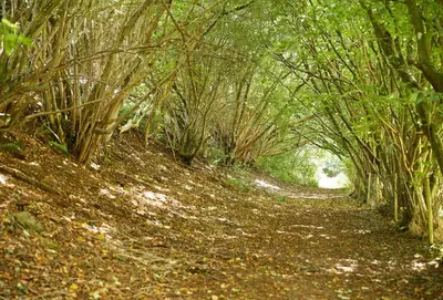 a forest with trees and a dirt road at Unconformity Barn in Hope Bowdler