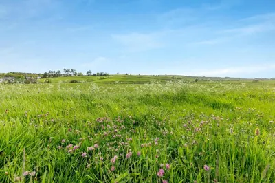 a field of grass with flowers in a field at 1 Bed in Cerrigydrudion oc-bow194 in Cerrig-y-Druidion