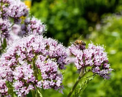 a bee sitting on top of purple flowers at The Shire Luxury Converted Horse Lorry with private hot tub Cyfie Farm in Llanfyllin