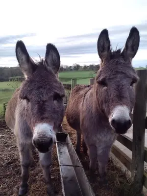 two donkeys are standing next to a fence at The Shire Luxury Converted Horse Lorry with private hot tub Cyfie Farm in Llanfyllin