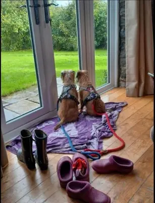 two dogs sitting on a rug looking out of a window at Pippin Lodge in Llanwrda