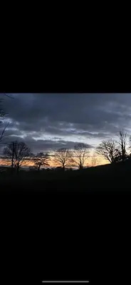 a group of trees in a field at sunset at Pippin Lodge in Llanwrda