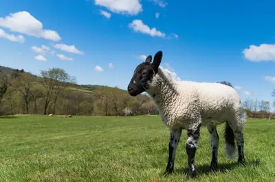 a black and white sheep standing in a field at Canvas & Campfires, Luxury Safari Tent Glamping, only Seren Tent has a hot tub in Lampeter