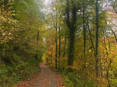 a dirt road in the middle of a forest at Cuckoo Cabin, Tyn Y Cwm in Scyborycoed