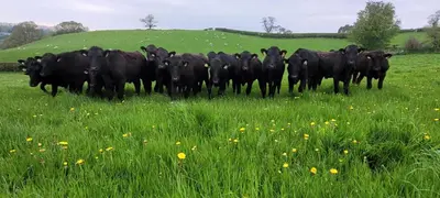 a herd of black cows standing in a field of grass at Odli Glamping - Deri in Welshpool