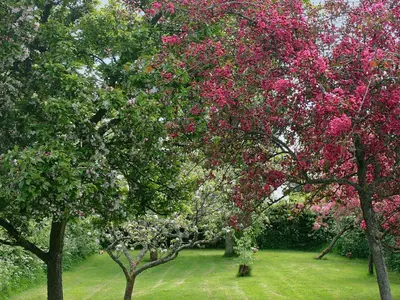 a group of trees with pink flowers in a field at Walkmill Lodge in Wentnor