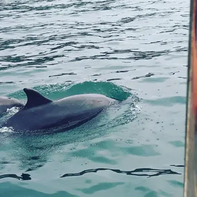 a pair of dolphins swimming in the water at Ideal rural location for beaches, hills and town in Bow Street