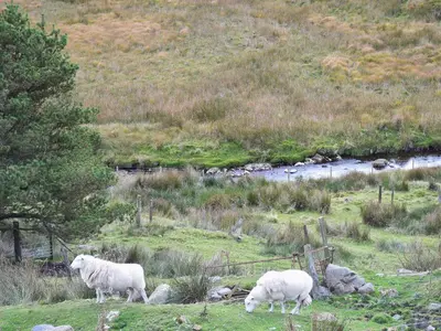 three sheep grazing in a grassy field next to a river at Llechwedd Mawr in Scyborycoed