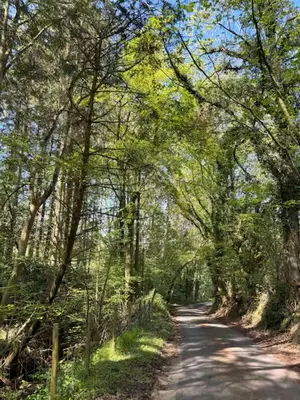 a dirt road with trees on both sides at The Cottage at Sychnant Farm in Talgarth