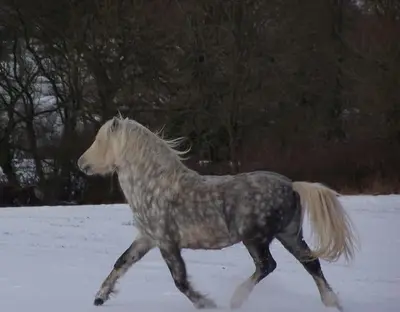 a horse is walking in the snow at Cosy and quiet one bed barn conversion. in Church Stretton