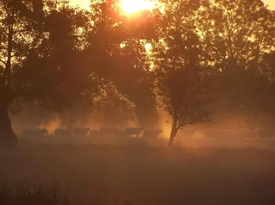 a herd of cattle grazing in a field with the sun setting at Cosy and quiet one bed barn conversion. in Church Stretton