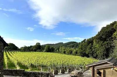 a view of a vineyard with a bunch of grapes at Vineyard Country Cottage in Llanerch-Aeron