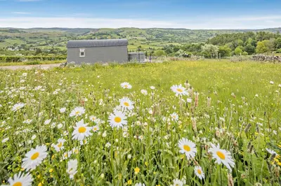 a field of daisies in front of a building at 1 Bed in Llangadfan oc-c27292 in Llangadfan