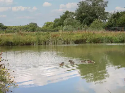 a group of ducks swimming in a pond at Foxglove in Leominster