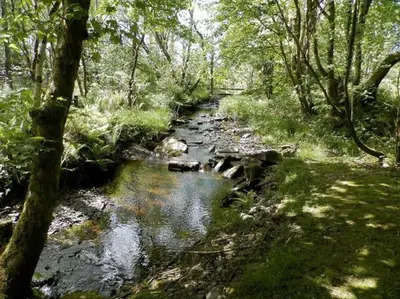 a stream in the middle of a forest at Converted Granary on a rural small holding in Cross Inn