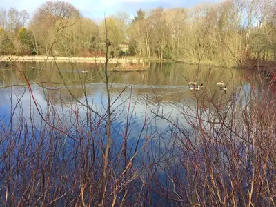 a lake with ducks swimming in the water at Converted Granary on a rural small holding in Cross Inn
