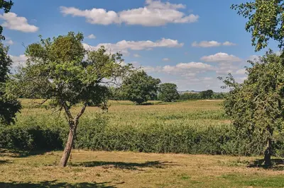 a tree in the middle of a field at Powk Meadow Farmhouse in Leominster