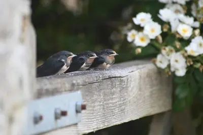 a group of birds sitting on a wooden fence at Hideaway in the Brecon Beacons in Brecon
