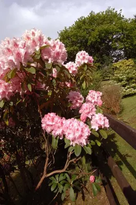 a bush of pink flowers on a fence at Dwy Olwyn in Dolgellau