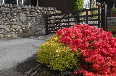 a bunch of red flowers in front of a stone wall at Dwy Olwyn in Dolgellau