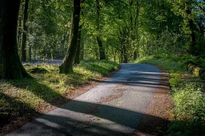 a road in a forest with trees and flowers at Melin-Byrdir in Dyffryn