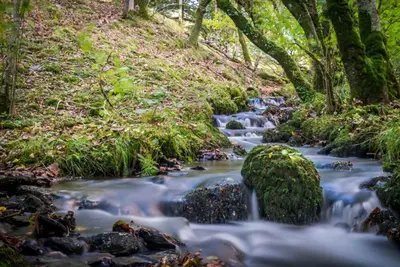 a stream in a forest with rocks and trees at Melin-Byrdir in Dyffryn