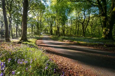 a tree lined road with purple flowers and trees at Stabal-Byrdir in Dyffryn