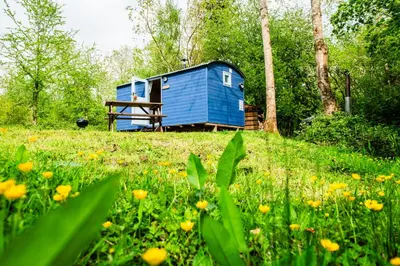 a blue cabin in the middle of a field of flowers at Cosy Shepherd's Hut with Hot Tub in Church Stretton