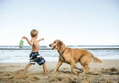 a young boy playing with a dog on the beach at Idris View Family Holiday Home in Tywyn