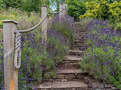 a set of stairs in a garden with purple flowers at 1 Bed in Brecon oc-bn157 in Llangorse