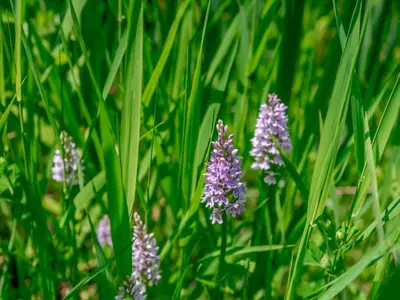 a bunch of purple flowers in the grass at 1 Bed in Clyro BN290 in Clyro