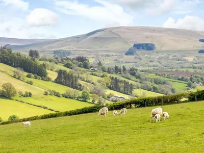 a herd of sheep grazing on a green field at 1 Bed in Brecon oc-bn034 in Cray
