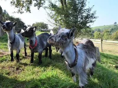 a group of goats standing in the grass at 2 Bed in Leominster oc-78637 in Stoke Prior