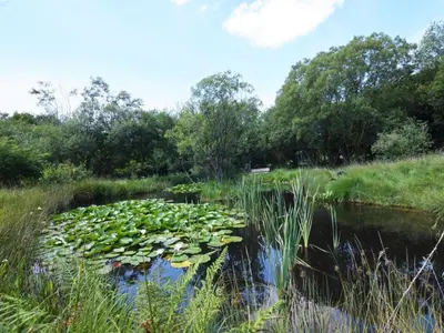 a pond with lily pads in the water at 2 Bed in Lampeter oc-43293 in Tregaron