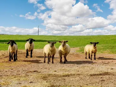 a group of sheep standing in a field at 2 Bed in Dyffryn Ardudwy oc-89394 in Dyffryn