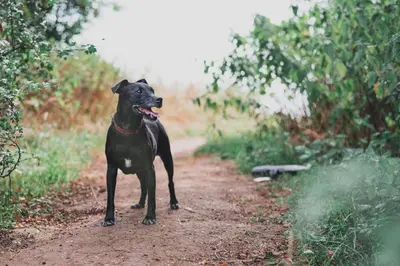 a black dog standing on a dirt road at Railway Station Cottage in Llandrindod Wells