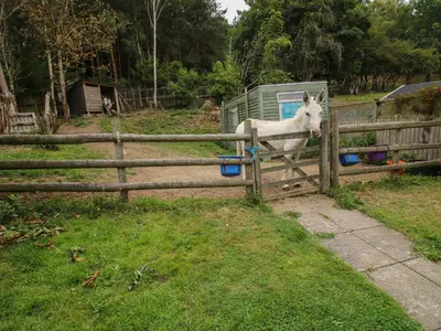 a white horse standing behind a fence at The Pod in Shrewsbury