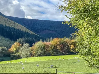 a herd of sheep grazing in a green field at The Old Stables in Presteigne