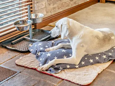 a white dog laying on a blanket on the floor at 3 Bed in Brecon oc-bn430 in Llangorse