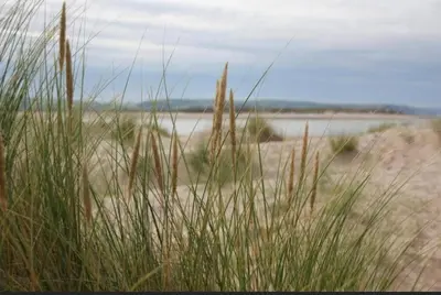 a field of tall grass in front of a beach at Isfryn, holiday home in Aberdyfi in Aberdyfi