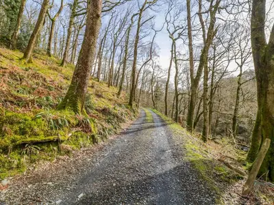 a dirt road in a wooded area with trees at Traditional Mongolian Yurt - Panoramic Mountain Retreat - 4x4 only in Dolgellau
