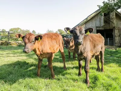 two cows standing in a field next to a barn at Traditional Mongolian Yurt - Panoramic Mountain Retreat - 4x4 only in Dolgellau