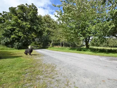 a bull standing on the side of a road at 4 Bed in Painscastle 90375 in Builth Wells