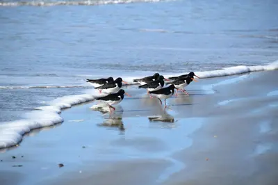 a group of birds walking on the beach at Little Curlew, Ynyslas, Borth in Borth