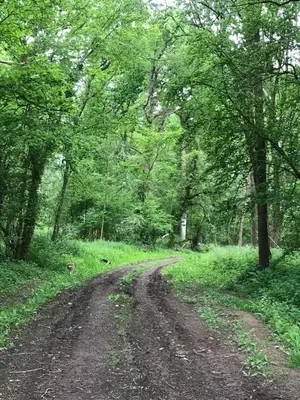 a dirt road in the middle of a forest at Leverets - Squirrel Lane Lodges Ludlow in Ludlow