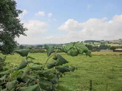 a bunch of green plants in a field at Wayside Lodge in Craven Arms